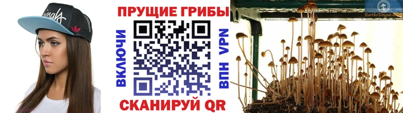 Псилоцибиновые грибы GOLDEN TEACHER  Купить где  Луховицы 